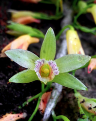 Dendrobium macrostachyum