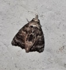Chlumetia