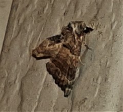 Chlumetia