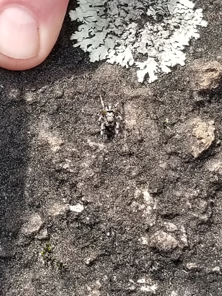 Habronattus sabulosus