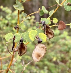 Bossiaea webbii