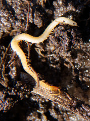 Geophilus proximus