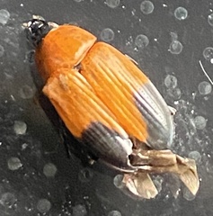 Phyllotocus macleayi