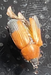 Phyllotocus macleayi