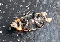 Phyllotocus macleayi