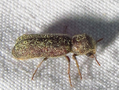 Lichenophanes bicornis