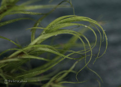 Paraleucobryum longifolium
