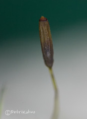 Paraleucobryum longifolium