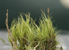 Paraleucobryum longifolium