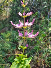 Syncolostemon