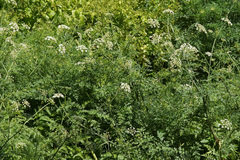 Oenanthe pimpinelloides