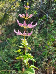 Syncolostemon
