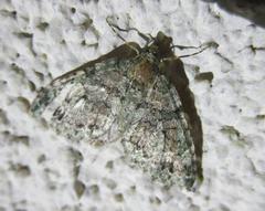 Hammaptera parinotata
