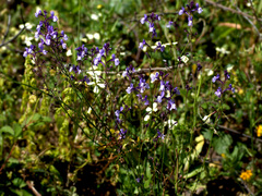 Linaria incarnata