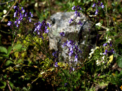 Linaria incarnata
