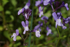 Linaria incarnata