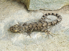 Mediodactylus heterocercus