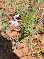 Barleria saxatilis