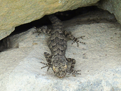 Mediodactylus heterocercus