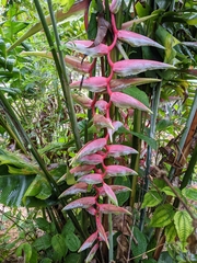 Heliconia chartacea