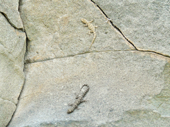 Mediodactylus heterocercus