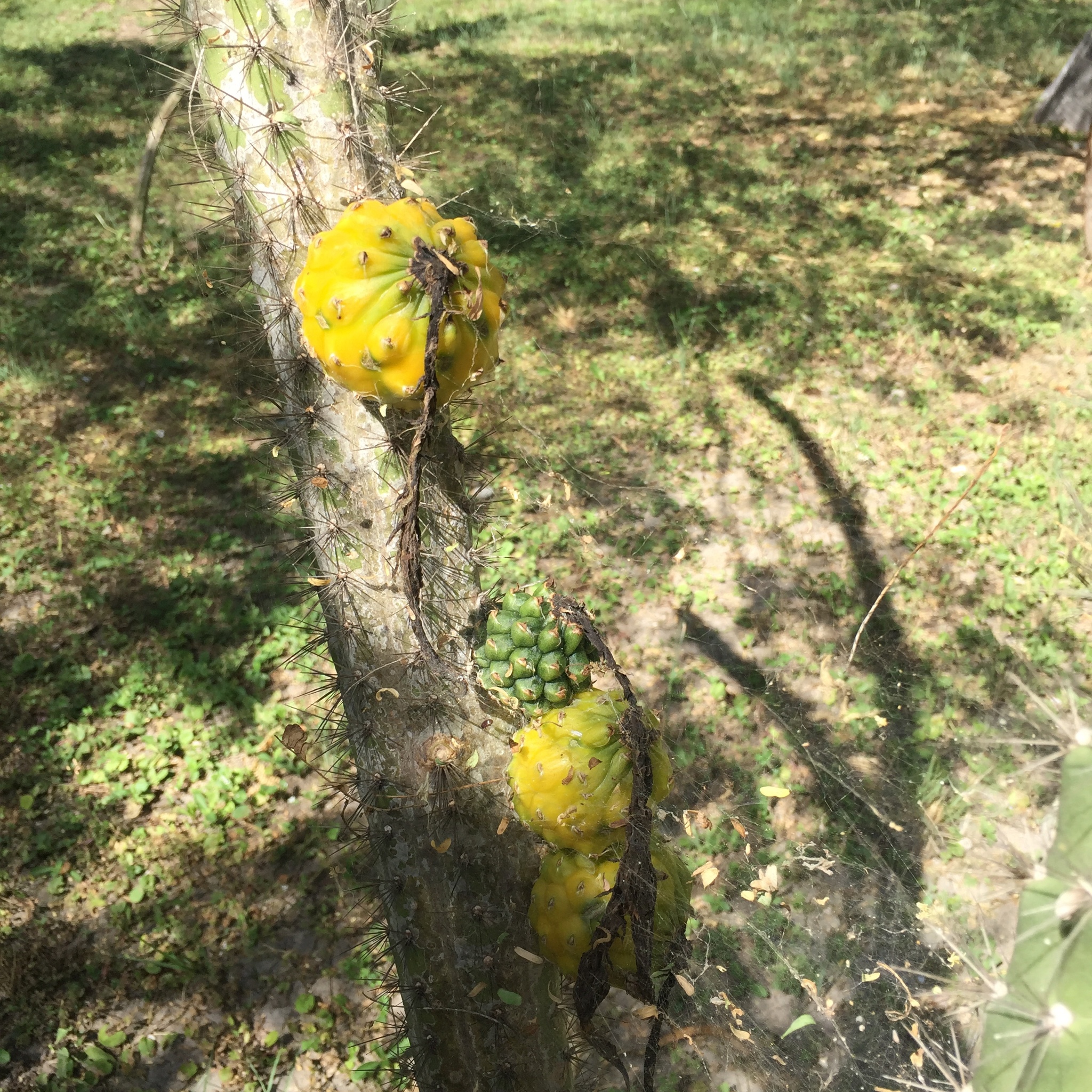 Harrisia gracilis