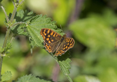 Pararge aegeria