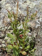 Rumex bucephalophorus gallicus