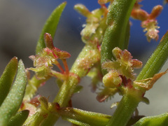 Rumex bucephalophorus gallicus