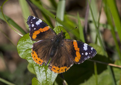 Vanessa atalanta