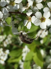 Scarabaeidae