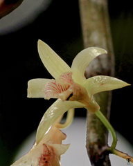 Dendrobium macrostachyum