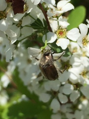 Scarabaeidae
