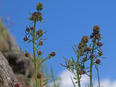 Sanguisorba verrucosa