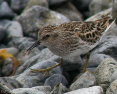 Traskorchestia traskiana