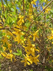 Forsythia ovata
