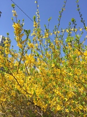 Forsythia ovata