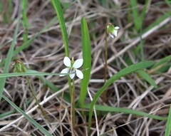 Viola vittata
