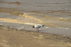 Chroicocephalus ridibundus