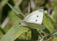 Pieris rapae
