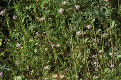 Ornithopus sativus isthmocarpus