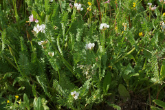 Ornithopus sativus isthmocarpus
