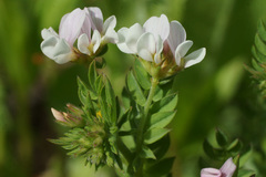 Ornithopus sativus isthmocarpus