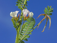 Ornithopus sativus isthmocarpus
