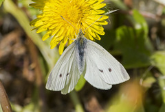 Pieris rapae