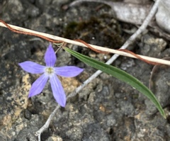 Billardiera variifolia