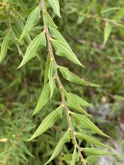 Acacia urophylla