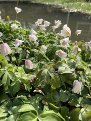 Anemonoides nemorosa