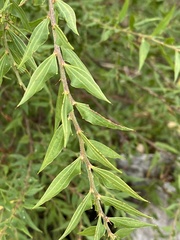 Acacia urophylla