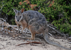 Notamacropus eugenii